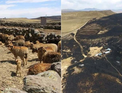 Incendio forestal arrasó pastizales y afectó a 150 cabezas de ganado ovino en Puno
