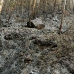 Menor de edad muere en incendio forestal registrado en la sierra de La Libertad