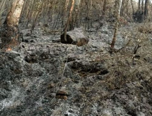 Menor de edad muere en incendio forestal registrado en la sierra de La Libertad