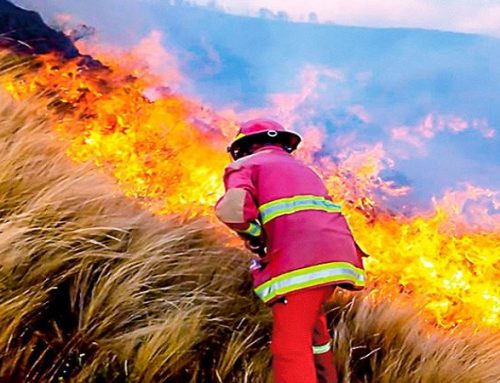 Incendios forestales: Tomar cartas en el asunto
